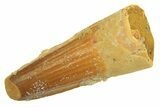 Juvenile Fossil Spinosaurus Tooth - Real Dinosaur Tooth #296855-1